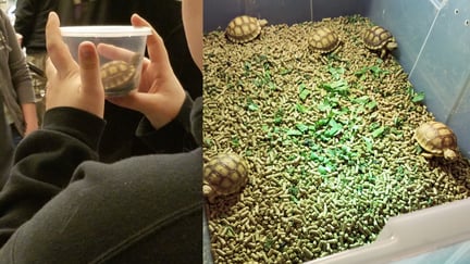 Tiny Turtles at Cold Blooded Expo