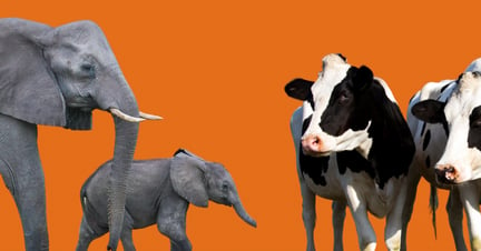 elephants and cows on an orange background