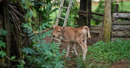 Zebu the goat near Mr Kalawanas house in Sri Lanka after floods - Disaster response - World Animal Protection