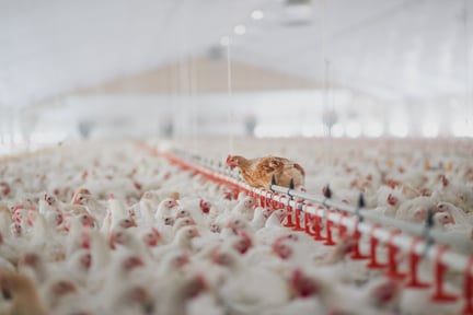 Chickens in a factory farm.