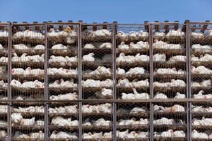 Chickens in transport to a factory farm.