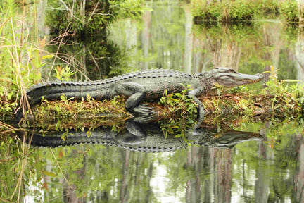 Blogs | World Animal Protection