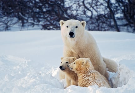 Polar bear and polar bear cubs.