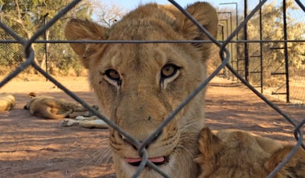A lioness behind a fenced in area.