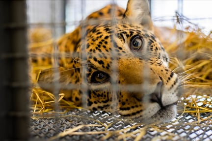 Xama the jaguar being rescued.