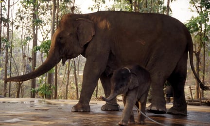 Mother and baby elephant shackled together.