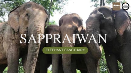 Elephants at Sappraiwan sanctuary.