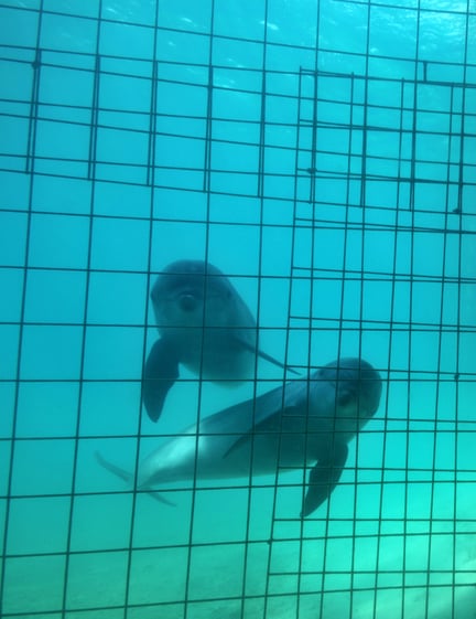 Two dolphins caged in captivity.