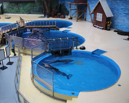 Dolphins perform in shows at multiple venues in China with links to purchasing Taiji caught dolphins.