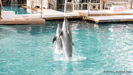 Two dolphins performing at Miami Seaquarium