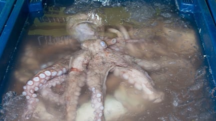 Octopus in tank of ice.
