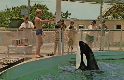 Hugo the orca at MSQ with a trainer.