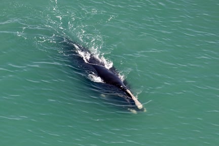 North Atlantic right whale swimming in the ocean.