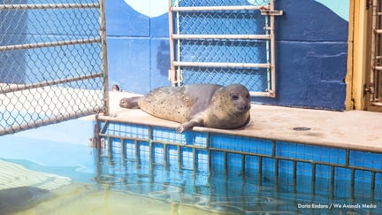 Seal languishing at Miami Seaquarium.