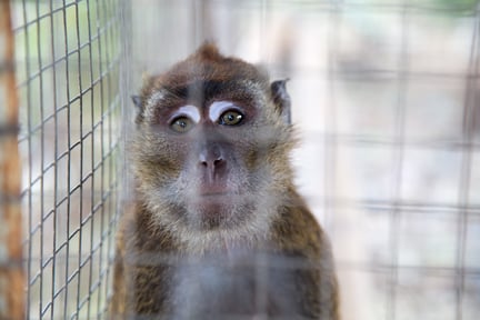 Macaque monkey in cage.