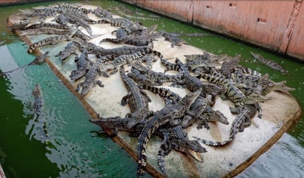 Alligators being farmed.