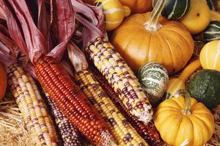 An assortment of corn and pumpkins.