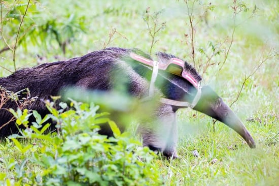 cecilia released into the wild
