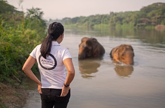 A person in a word animal protection shirt faces elephants enjoying a river.