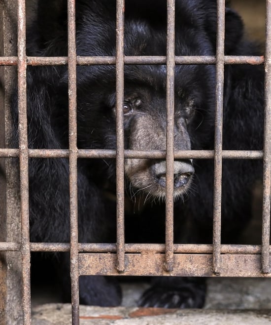 A bear looks through bars of a cage.
