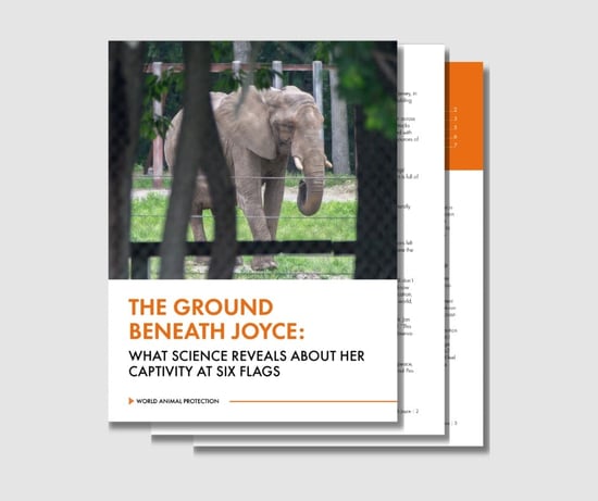 Preview of the cover and two pages of the PDF report.