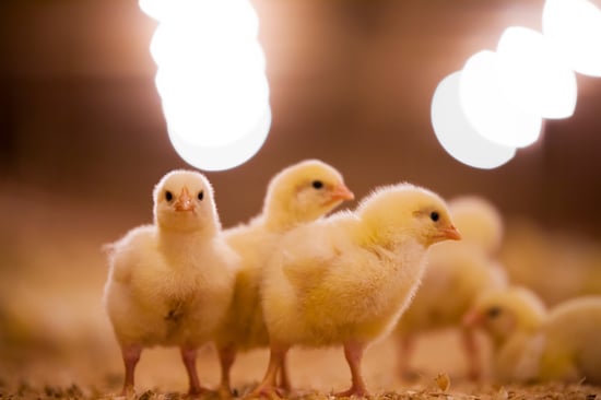 Baby chicks standing together.