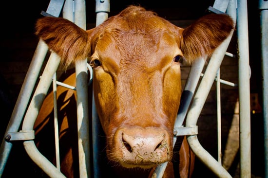 Cow on a factory farm looking into the camera.