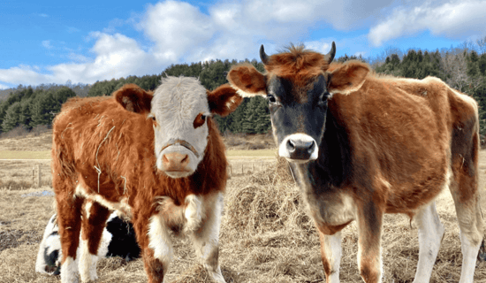 Cows at Tamerlaine Sanctuary & Preserve.