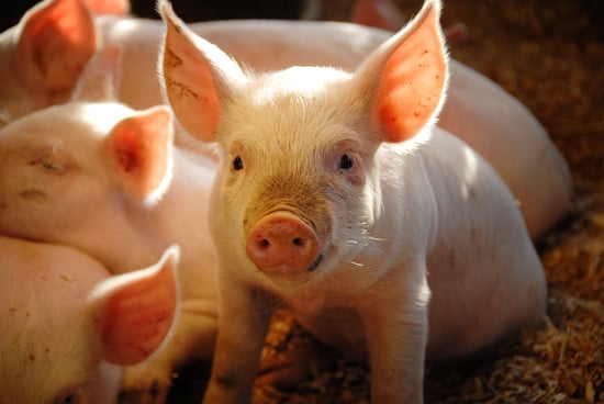A baby pig looking at the camera.