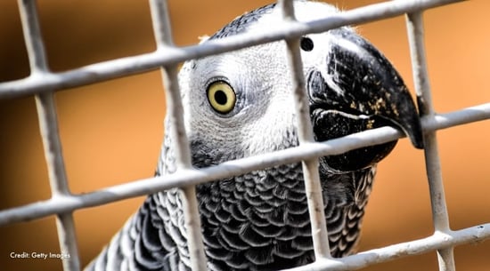 An African gray parrot bites a cage.