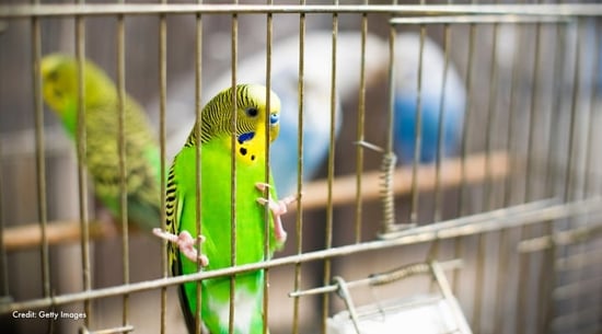 A parakeet in a cage.