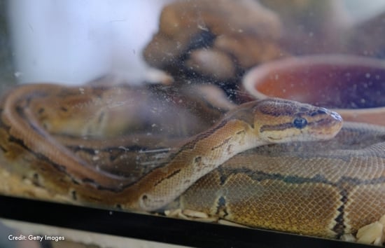 A snake in a tank.