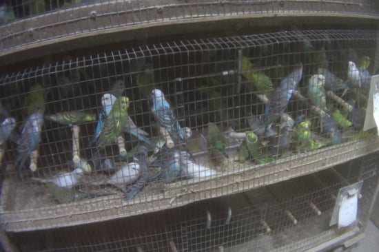 Parrots in overcrowded cages.