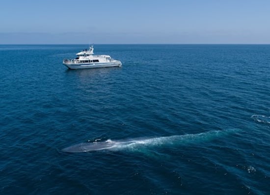 Blue whale in Santa Barbara Channel Whale Heritage Area. Credit: Adam Ernster