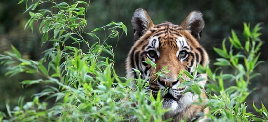 A tiger hiding behind bushes.