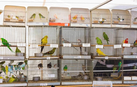 Shelves of birds in cages in a pet store.