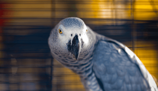An African Grey parrot in a cage looking at the camera.