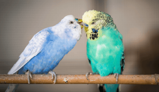 Two parrots nuzzling each other on a branch.