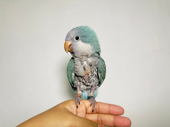 A bird with feathers pulled out of its belly.