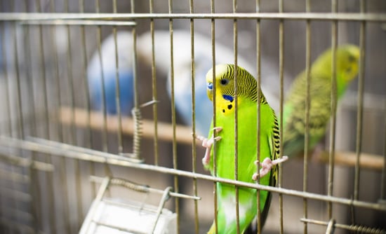 Parakeet in a cage.
