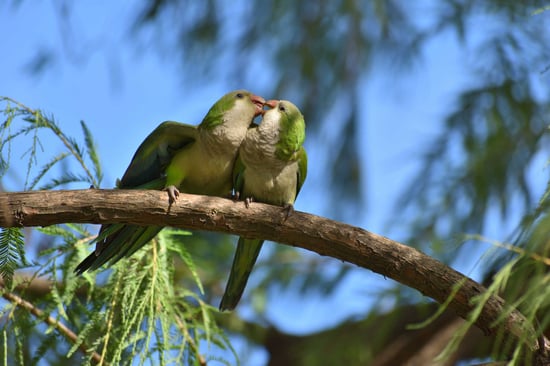 Two quaker parakeets perched on a branch.