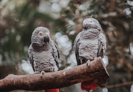 Two parrots perched on a branch.