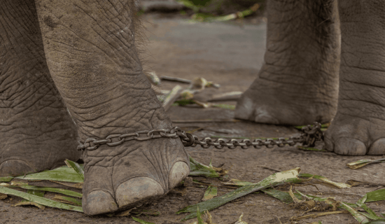 A close-up shot of an elephant's legs in chains.