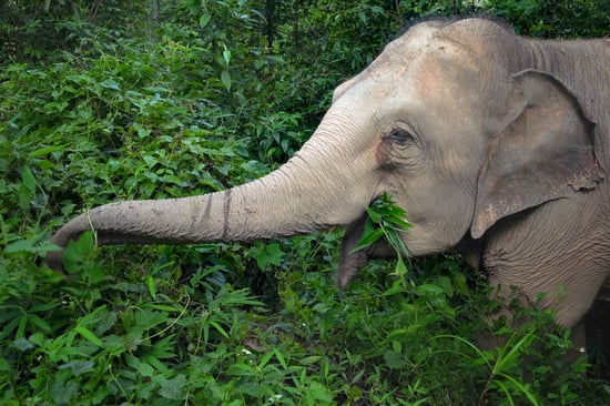 An elephant in the wild.