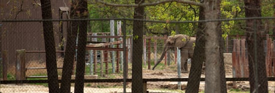 Joyce the elephant