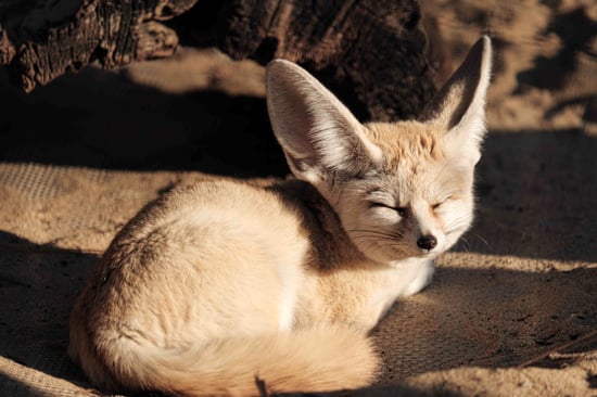 A fennec fox sunbathing.