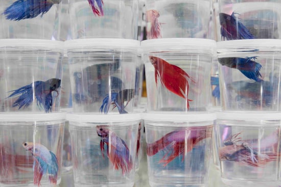 Betta fishes in plastic containers on a pet store shelf.