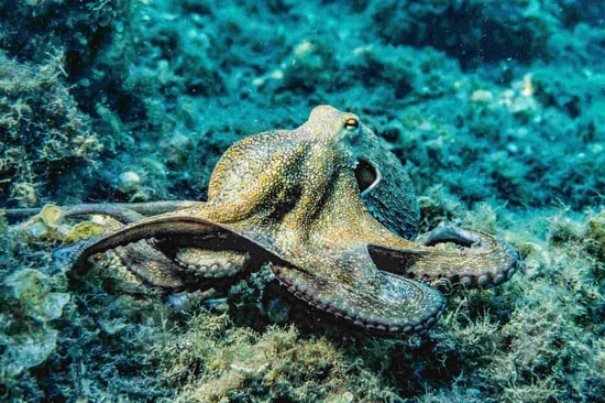 An octopus underwater on a reef.
