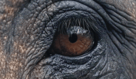 A close up on an elephant's eye from the Us At the Zoo video.