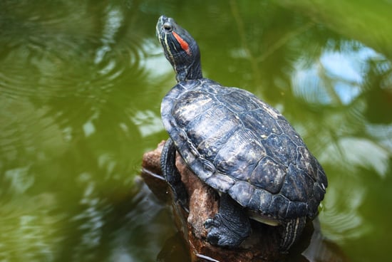 Red-eared slider turtle in the wild on a pond.